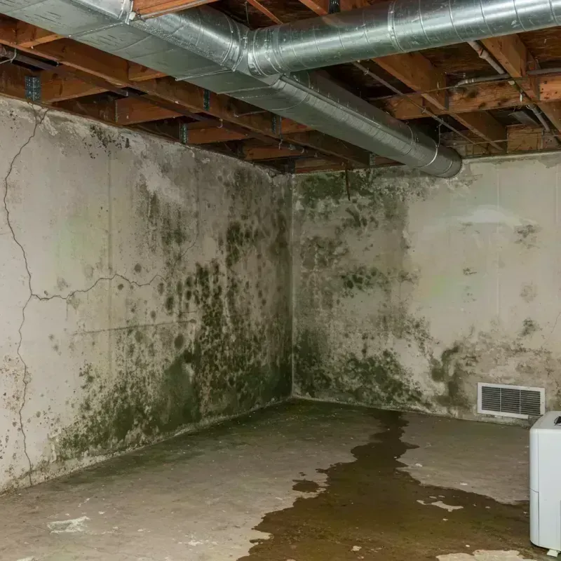 Professional Mold Removal in Gillespie, IL